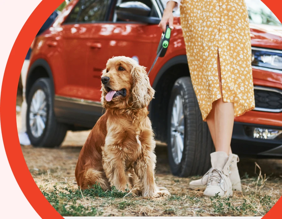 Car Seat Hammock For Dogs